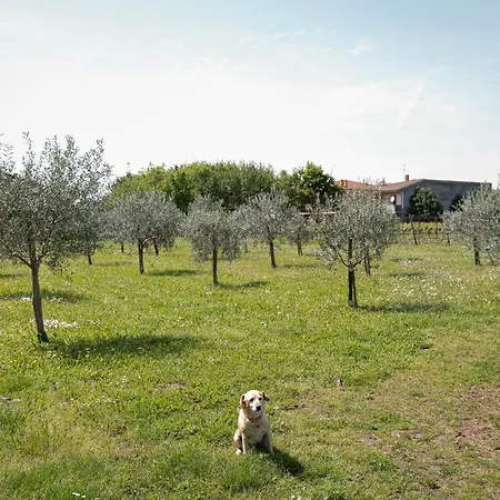 Bongiovanni San Bonifacio