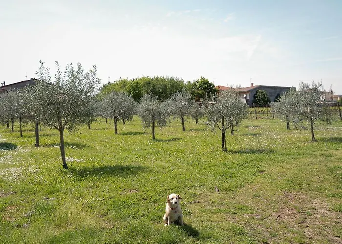Bongiovanni San Bonifacio
