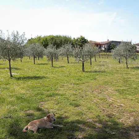 Bongiovanni 4*